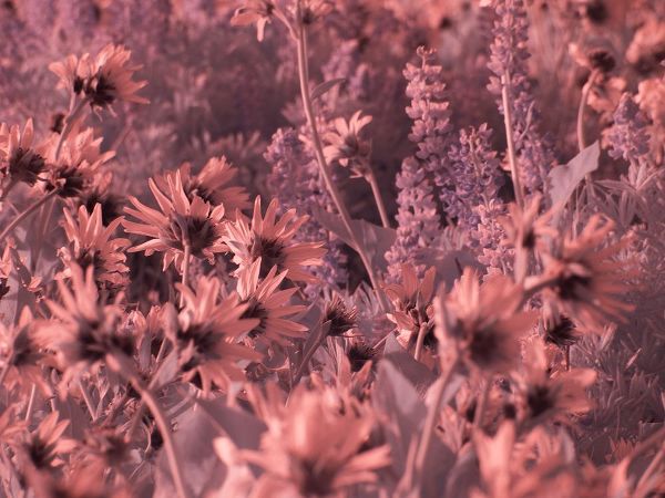 Eggers, Terry 아티스트의 USA-Washington State Infrared capture wildflowers in bloom작품입니다.